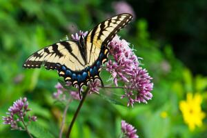Ya abrió nuevo conservatorio de mariposas en el Fairchild Tropical Botanic Garden