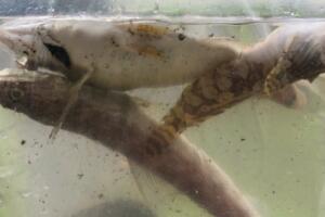 PECES MUERTOS/IMG_0691.JPG