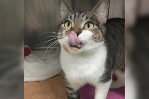 MASCOTAS-DALLAS/ALBERTO-GATO.jpg
