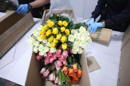 MIAMI, FLORIDA - FEBRUARY 12: Flowers are inspected by U.S. Customs and Border Protection Agriculture Specialists for foreign pests or diseases in the FedEx Cargo hub at Miami International Airport on February 12, 2025 in Miami, Florida. FedEx transfers millions of fresh flowers through the hub for Valentine's season by increasing air capacity from Colombia and Ecuador. They will transport over 2.2 million pounds of flowers from these countries in February. (Photo by Joe Raedle/Getty Images)