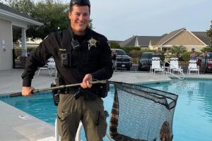 Policía captura a caimán intruso en una piscina comunitaria