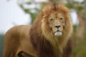 León