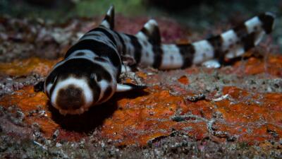 tiburones de biologia marina