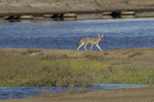 A coyote walks along the water's edge of the Los Cerritos Wetlands in Long Beach Thursday, July 12,