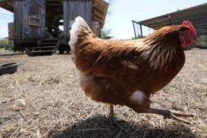 Cómo criar gallinas legalmente dentro de mi propiedad en Sacramento: requisitos y costos