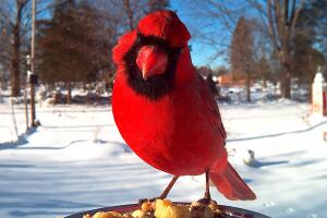 Cardinal2.jpg