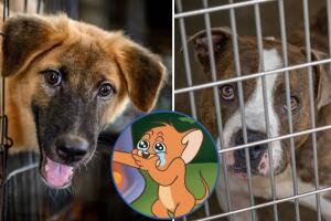 En una ciudad italiana se pretende dar un descuento en el impuesto de la basura a las personas que adopten un perro abandonado