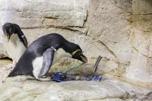 Pingüinos del acuario Shedd