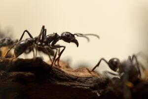 FRANCE-SCIENCE-BIOLOGY-ANTS