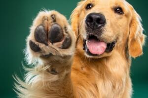 Beautiful,Golden,Retriever,Puppy,Dog,Isolated,On,Green,Background.,Dog