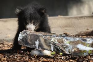 Chicago's Brookfield Zoo Tries To Keep Animals Cool During Heat Wave