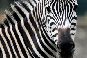 Hacienda Nápoles Pablo Escobar