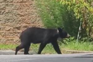 Oso negro en Gainesville 