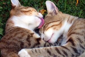 Gatitos lamiéndose