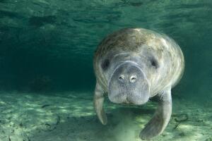 Manatee Portrait