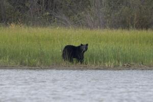 Oso acostumbrado a buscar alimento en zonas urbanas de Carolina del Norte hiere a una mujer; será sacrificado