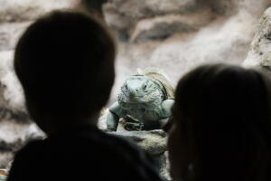 Grand Cayman Blue Iguanas Remain Most Endangered Lizard Species