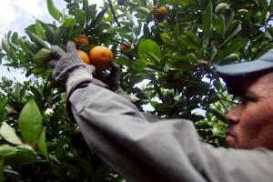 Trabajador agrícola
