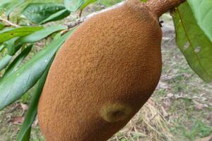 cupuacu-fruto-arvore-0716-630x350.jpg