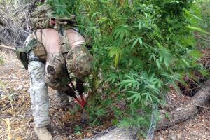 Plantíos de marihuana en Los Ángeles