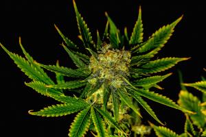 Cannabis female plant