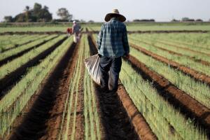 trabajadores agrícolas