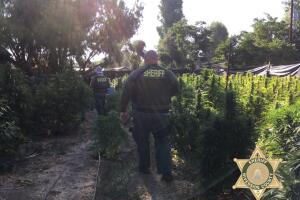 Marihuana California
