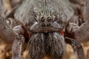califorctenus_cacachilensis_2.jpg