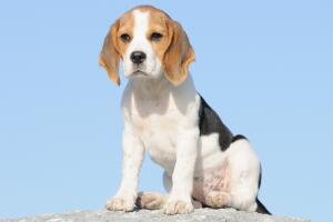 razas-de-perros-beagle-2.jpg