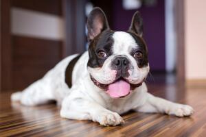 Bull dog frances cansado