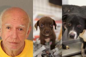 Caso de maltrato animal en Corona, California