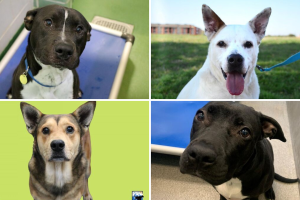 adopciones-gratis-perros-Dallas