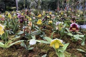 Orquídeas Longwood Gardes 10 