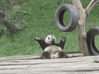pandas-alegrar-la-semana6.gif