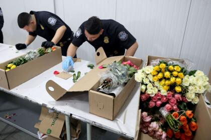 MIAMI, FLORIDA - FEBRUARY 12: (L-R) Yeltsin Seda and Christian Ruiz, U.S. Customs and Border Protection Agriculture Specialists, inspect flowers for foreign pests or diseases in the FedEx Cargo hub at Miami International Airport on February 12, 2025 in Miami, Florida. FedEx transfers millions of fresh flowers through the hub for Valentine's season by increasing air capacity from Colombia and Ecuador. They will transport over 2.2 million pounds of flowers from these countries in February. (Photo by Joe Raedle/Getty Images)