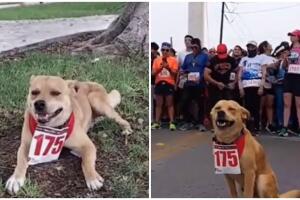 Perrito corredor.jpg