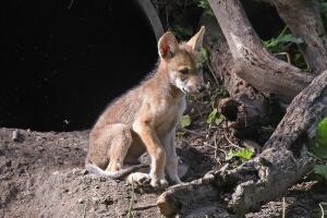 Lobos grises mexicanos