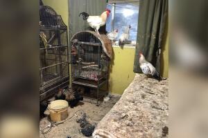 ANIMALES/ANIMALES-RESCATADOS2.jpg