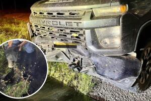 oso negro Condado Real Texas atropellado carretera