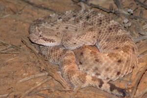 Sidewind snake.JPG