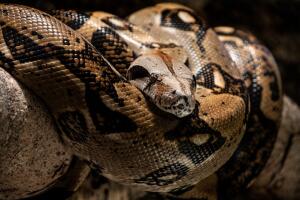 caza serpientes en Puerto Rico