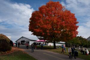 New York Sheep and Wool Festival