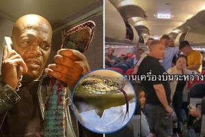 Serpiente aparece en avión en Tailandia; así manejaron la situación