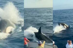 orcas.jpg