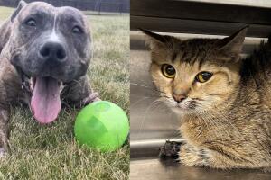 Adopción de perros y gatos en Aurora, suburbio de Chicago: aquí te explicamos lo que debes hacer