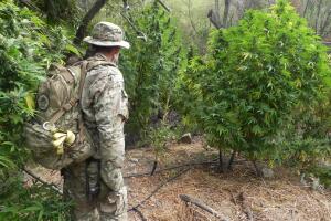 Plantíos de marihuana en Los Ángeles