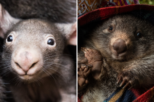 El wombat es el único animal que hace popó cuadrada