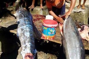 Imagen del pez con tatuaje de Iron Maiden