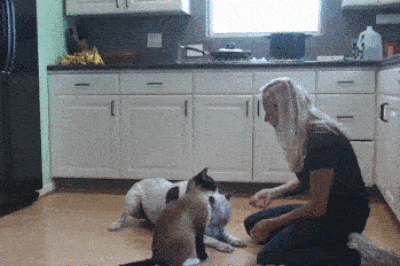 pruebacomprimir-compressor.gif