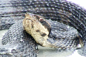 cottonmouth.png